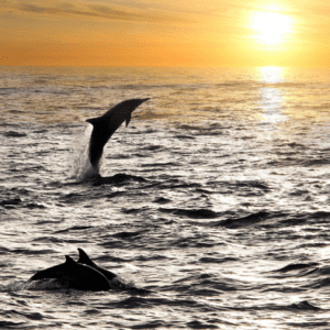 DOLPHIN CRUISE