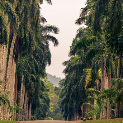 Peradeniya Botanical Garden