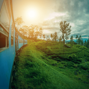 TEA TRAIN