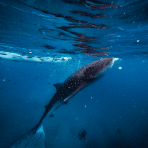 WHALE SHARKS