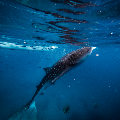 WHALE SHARKS