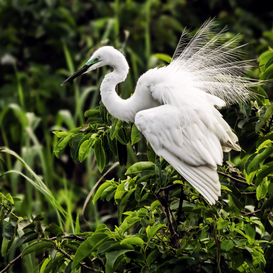Kumarakom Bird Sanctuary