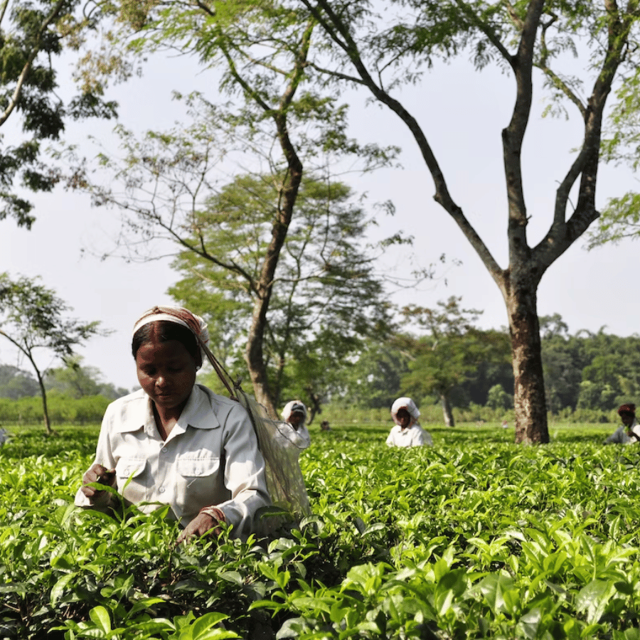 Lockhart tea factory