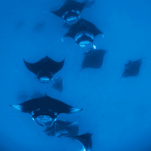 Hanifaru Bay Manta Rays