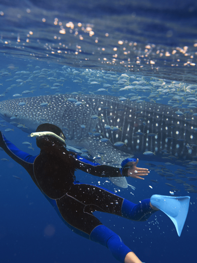 Maldives Whale Shark