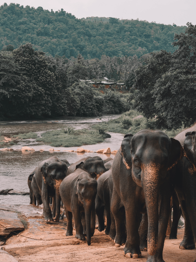 Sri Lanka Elephants