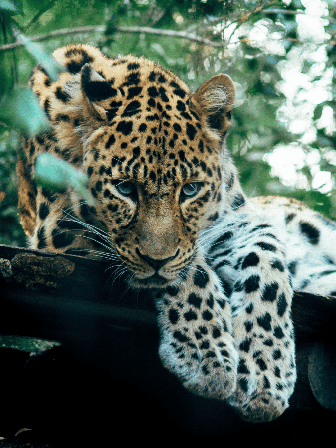 Sri Lanka Leopard