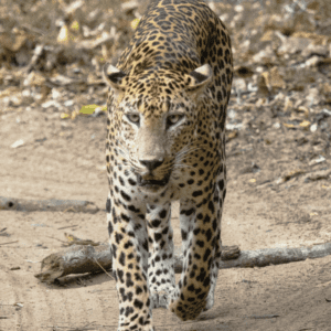 Yala National Park Leopard