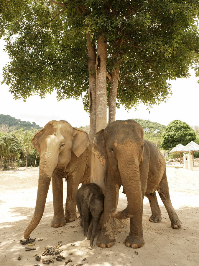 Chiang Mai Elephant Sanctuary