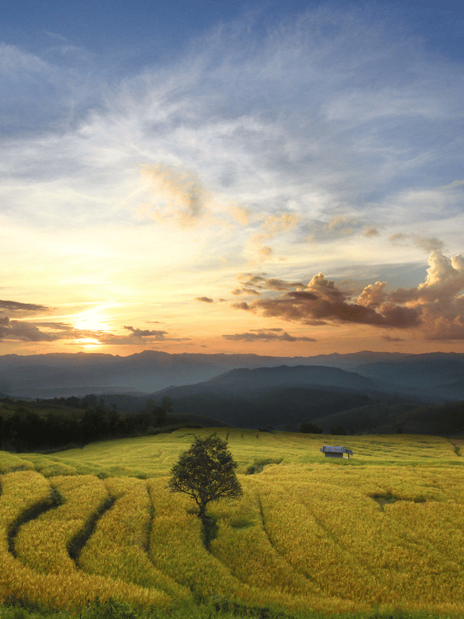 Chiang Mai Rice Fields