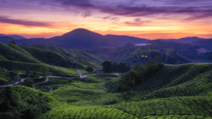 Cameron Highlands, Malaysia
