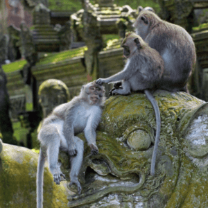 UBUD MONKEY FOREST BALI