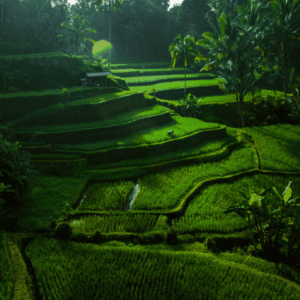 Tegallalang Rice Fields
