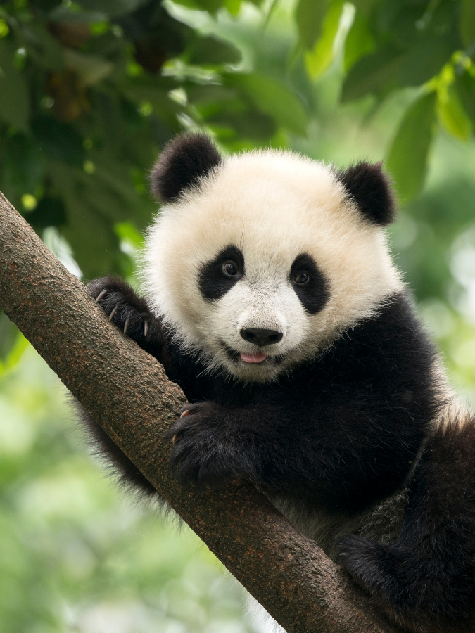 Chengdu Panda