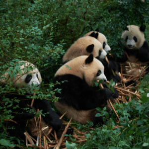 GIANT PANDA BREEDING RESEARCH BASE