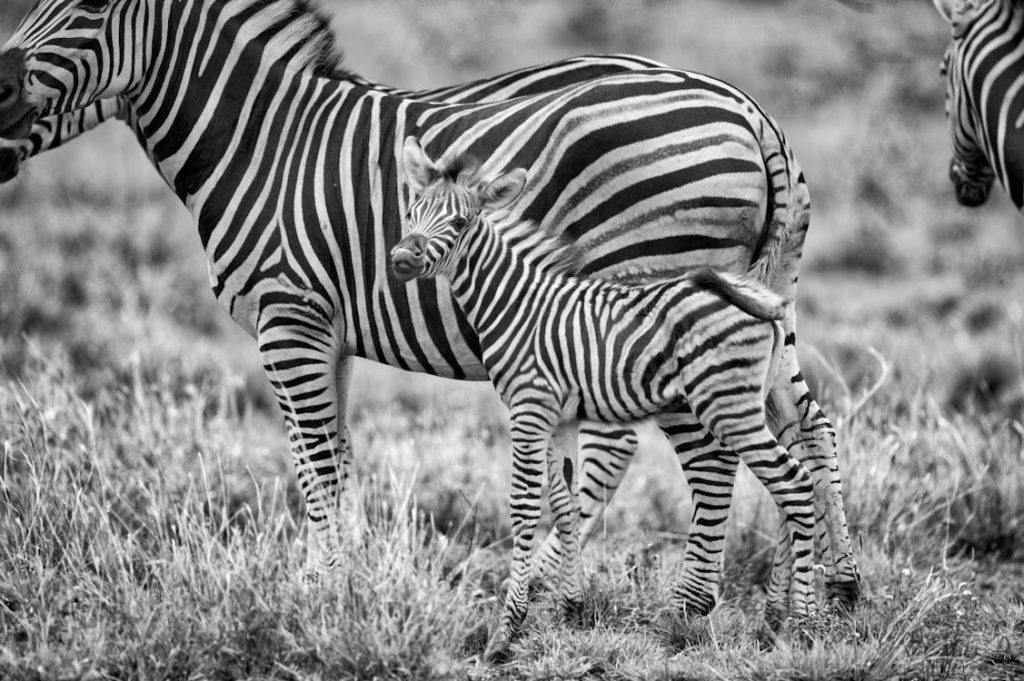 All-inclusive private safari South Africa