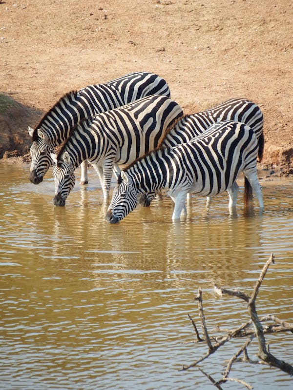 Bespoke safaris South Africa