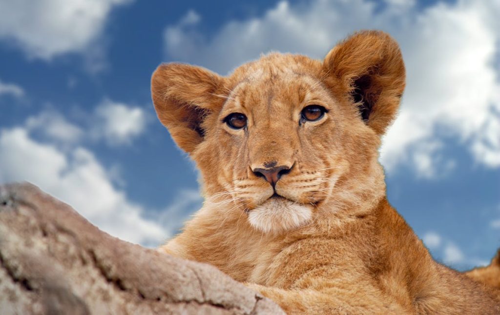 Exclusive South Africa Safari Tours