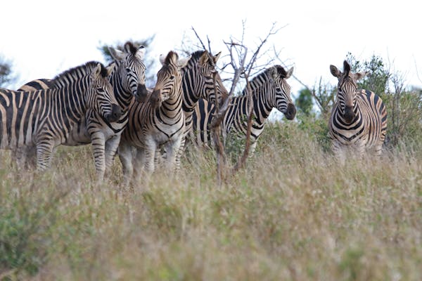 Family private safari South Africa