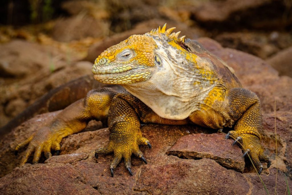 Galapagos Islands private tours