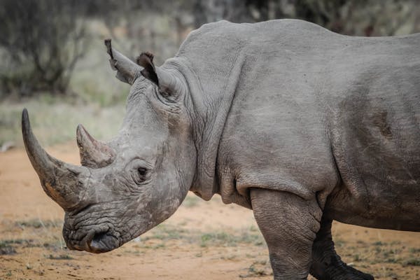 Luxury Private Safari South Africa