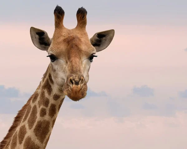 Luxury Private Safari South Africa