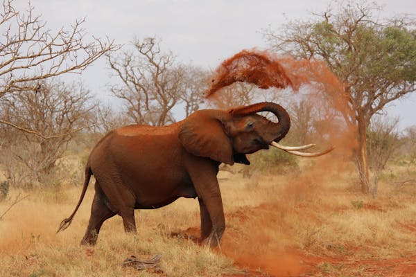 Romantic Safari South Africa