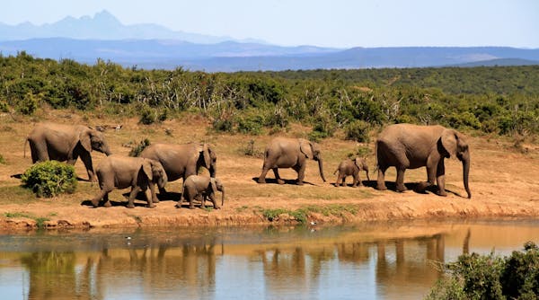 South Africa Private Guided Safari