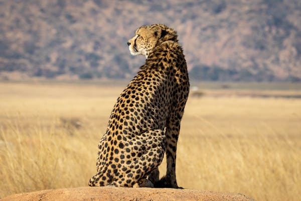 Tailor-made Safari Holidays South Africa