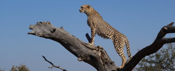 Tailor-made Safari Holidays South Africa