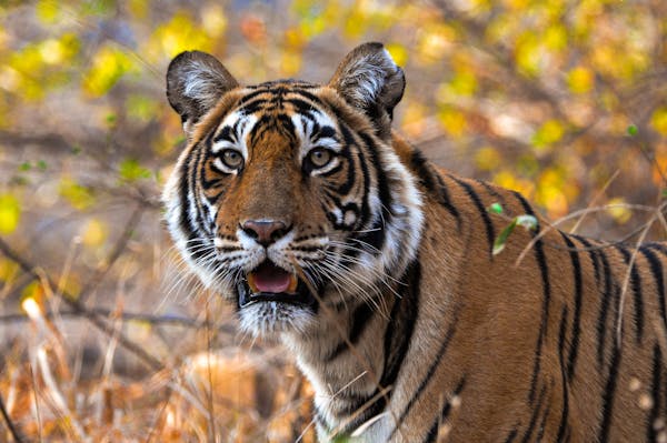 All-inclusive India Holiday Packages From Australia