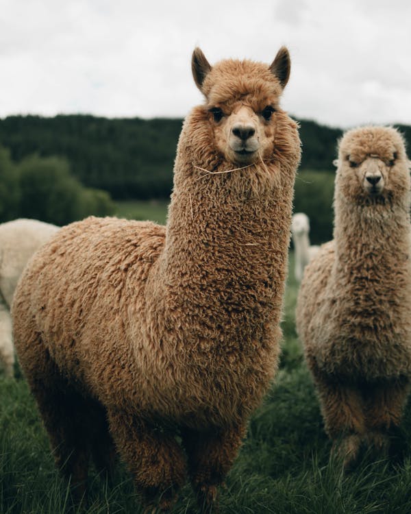 Australia To New Zealand Holiday Flights