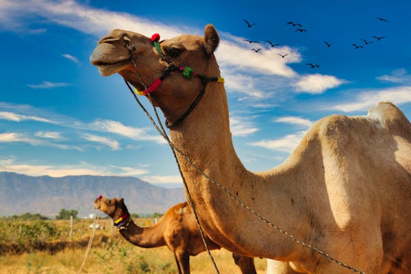 Best Travel Deals To India From Australia