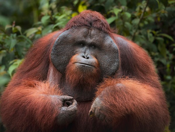 Affordable Borneo Holiday Packages From Australia